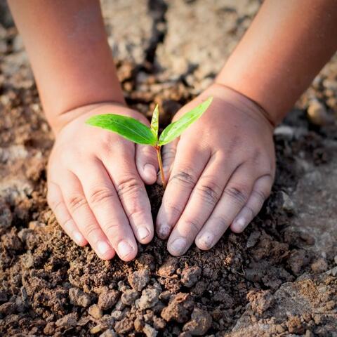 Two hands holding a freshly planted tree